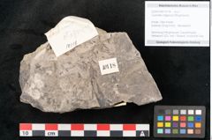Foto (Objekt + Etikett) von Caulinites otagoicus Ettingshausen (NHMW-GEO-2024-0188-10118)
